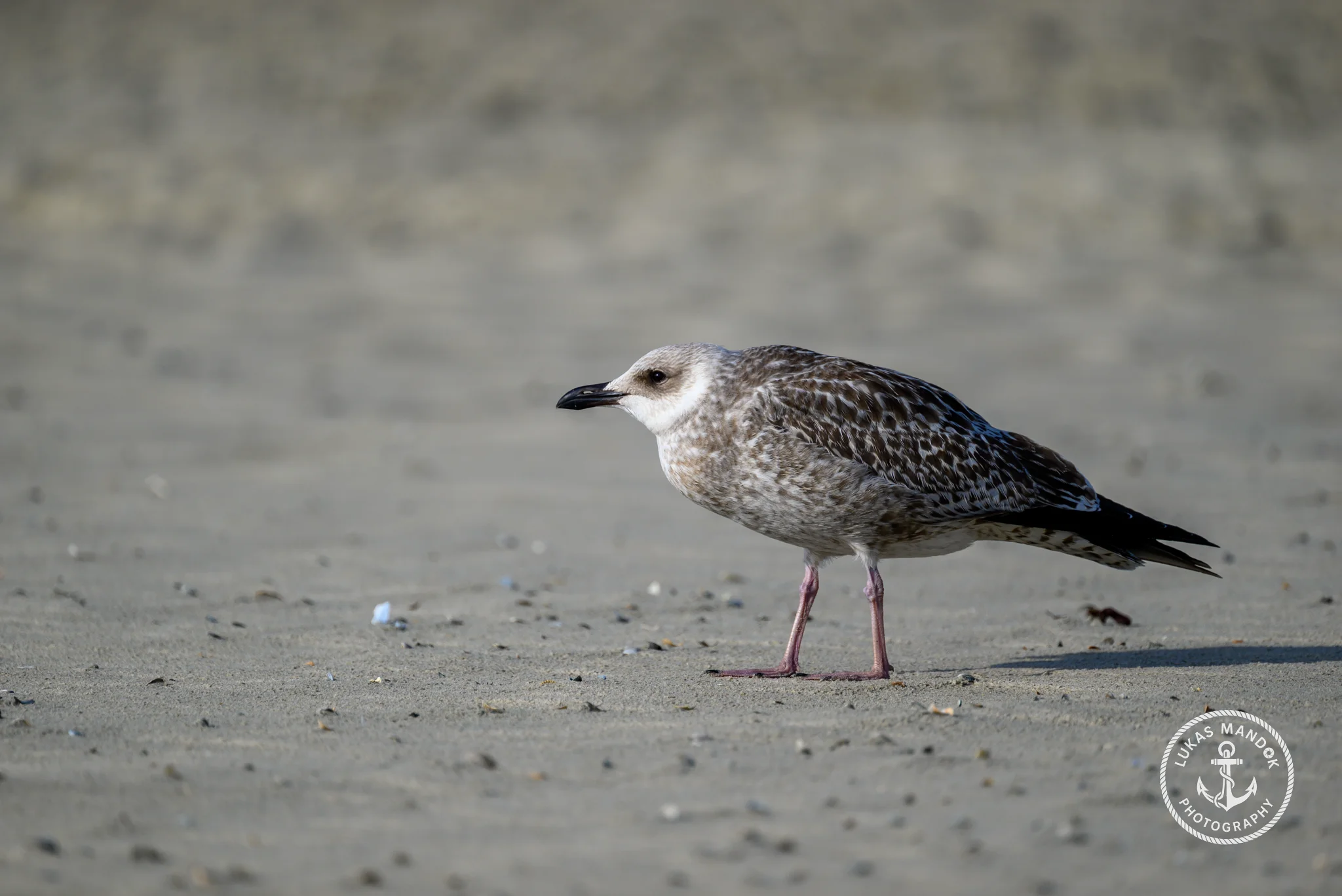 Tierwelt