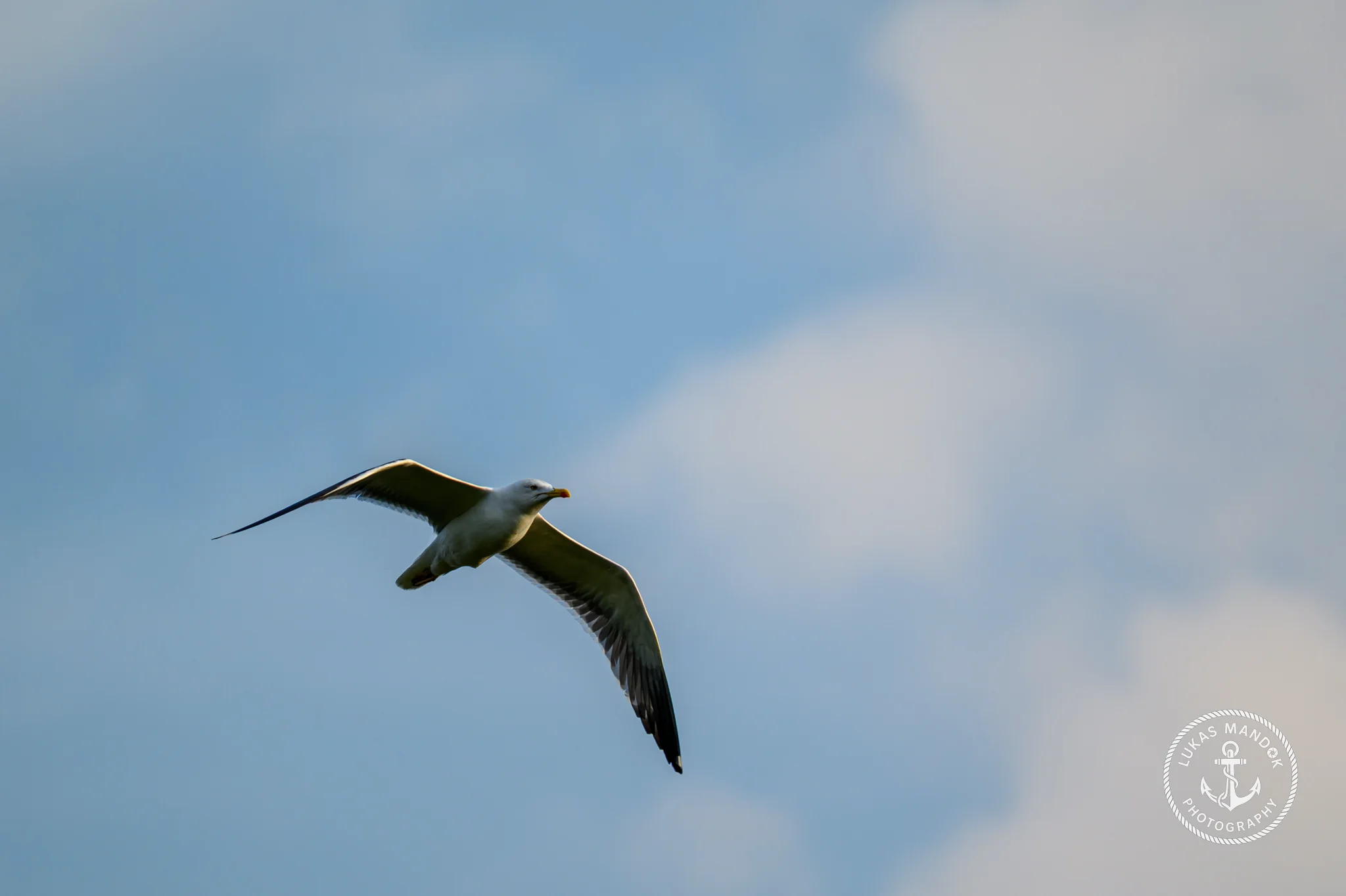 Möwe im Flug