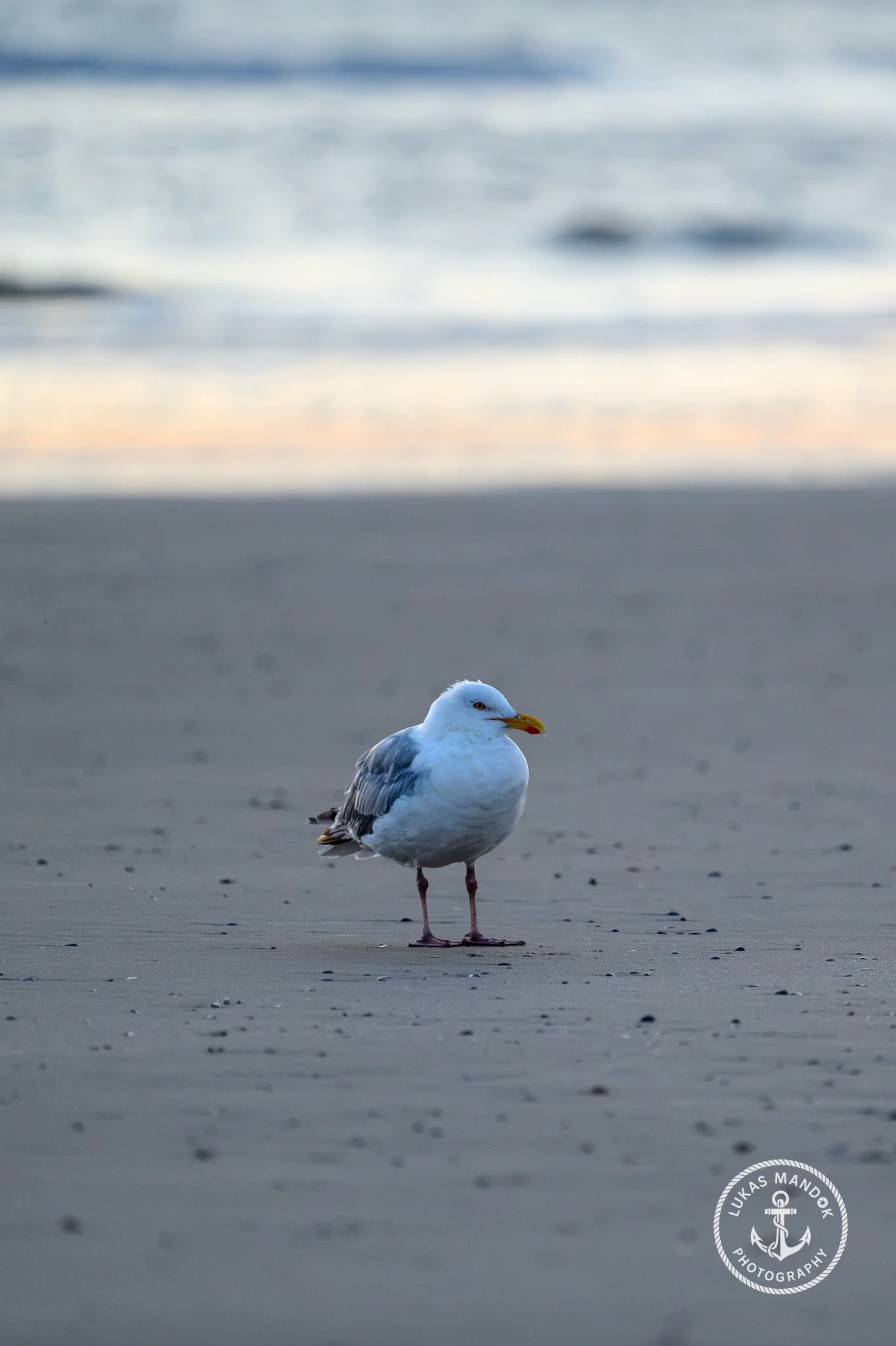 Möwe am Strand