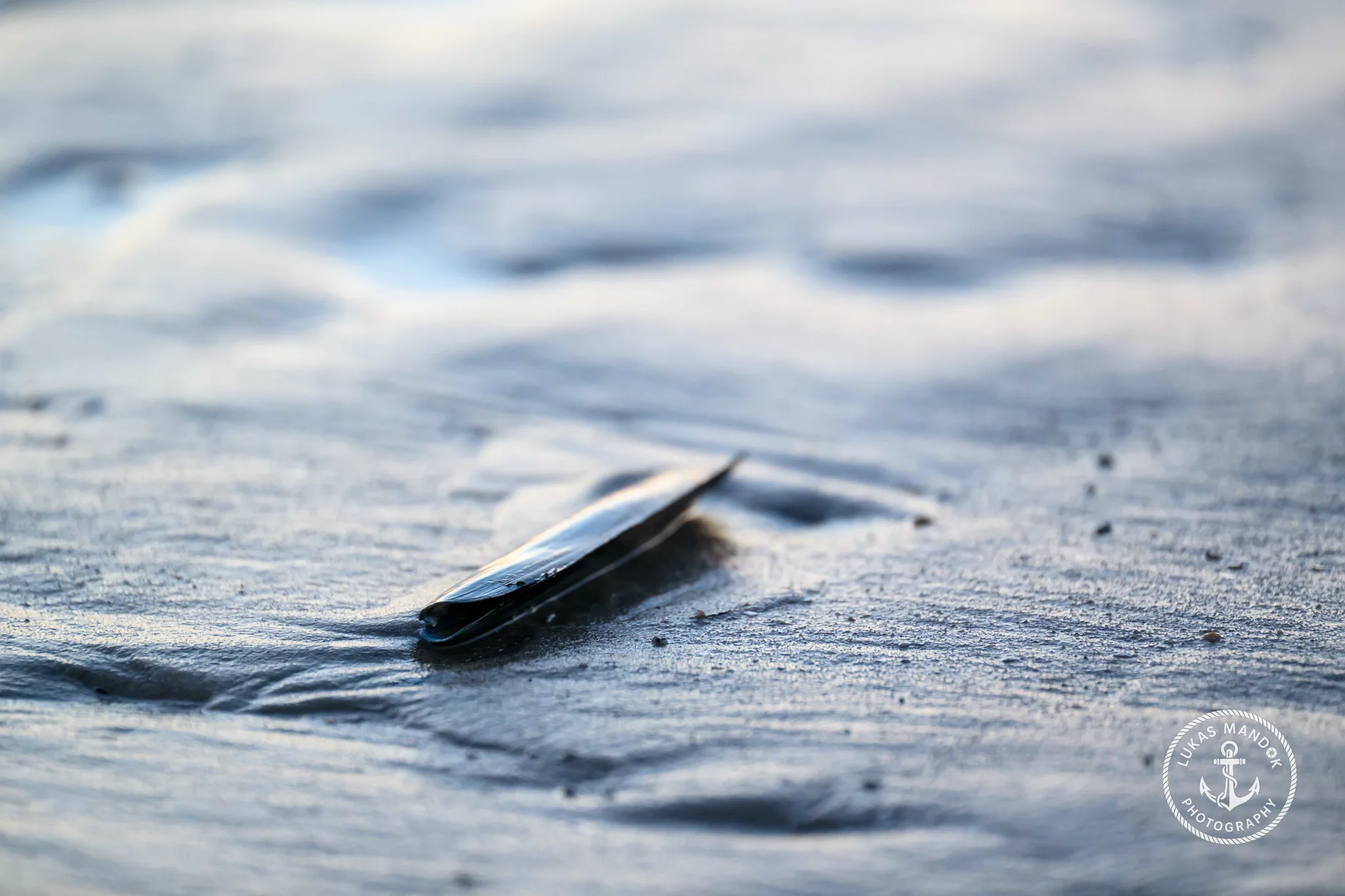 Muschel am Strand