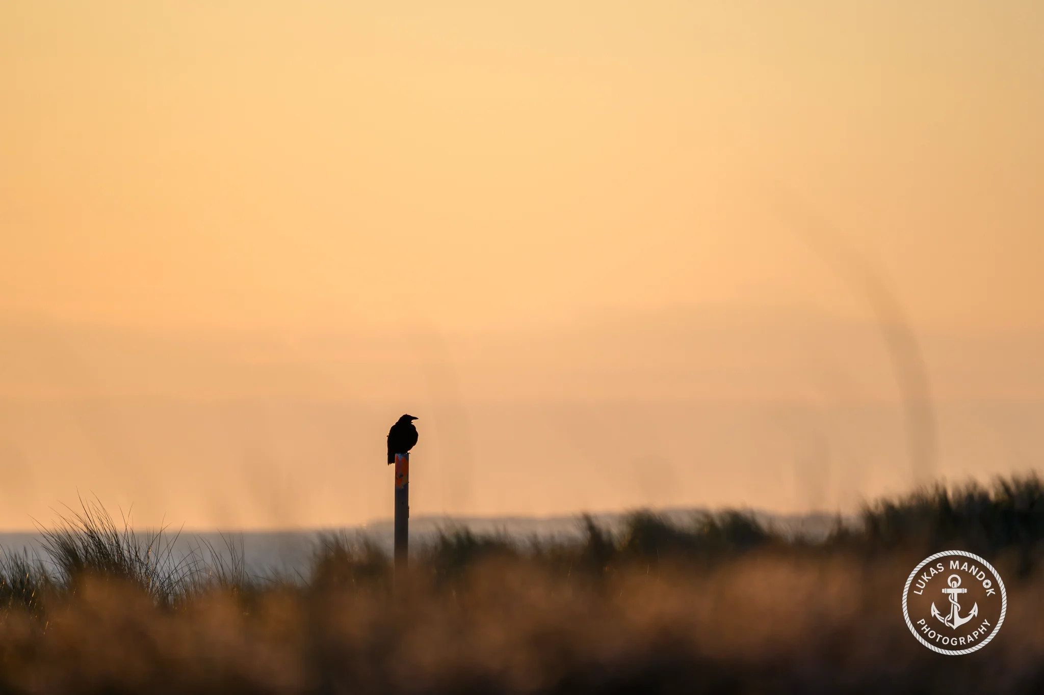 Vogel in den Dünen